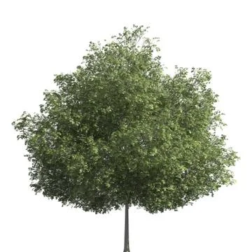Tree 3d illustration isolated on the white background Stock Illustration