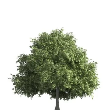 Tree 3d illustration isolated on the white background Stock Illustration