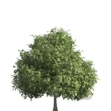 Tree 3d illustration isolated on the white background Stock Illustration