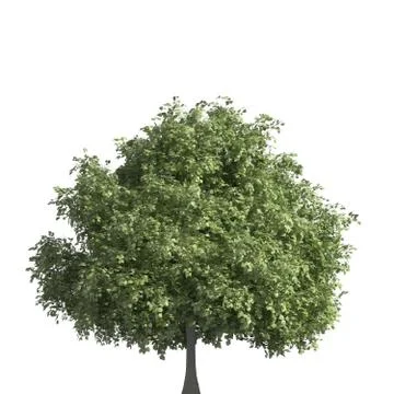 Tree 3d illustration isolated on the white background Illustrazione stock