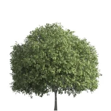 Tree 3d illustration isolated on the white background Stock Illustration