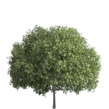 Tree 3d illustration isolated on the white background Stock Illustration