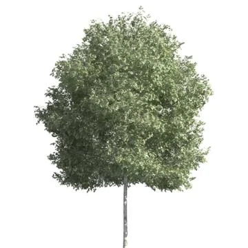 Tree 3d illustration isolated on the white background Stock Illustration