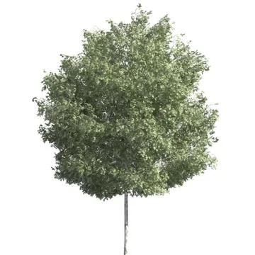 Tree 3d illustration isolated on the white background Stock Illustration