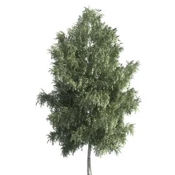 Tree 3d illustration isolated on the white background Stock Illustration