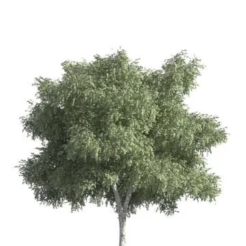 Tree 3d illustration isolated on the white background Stock Illustration
