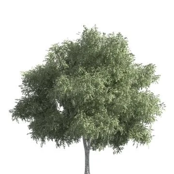 Tree 3d illustration isolated on the white background Stock Illustration