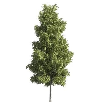 Tree 3d illustration isolated on the white background Illustrazione stock
