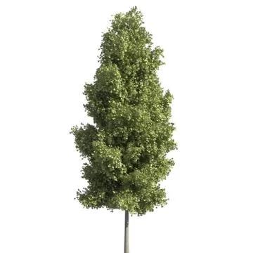Tree 3d illustration isolated on the white background Stock Illustration