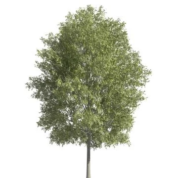 Tree 3d illustration isolated on the white background Stock Illustration