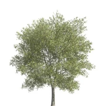 Tree 3d illustration isolated on the white background Stock Illustration