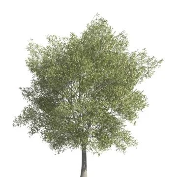 Tree 3d illustration isolated on the white background Stock Illustration