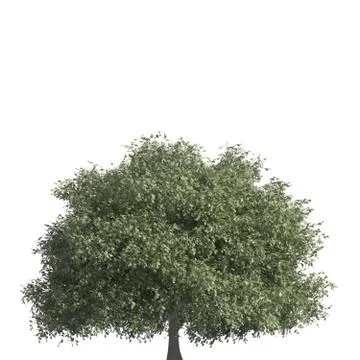 Tree 3d illustration isolated on the white background Stock Illustration