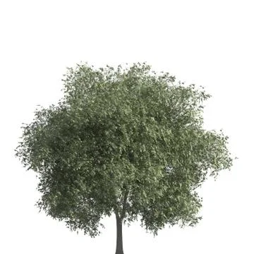 Tree 3d illustration isolated on the white background Stock Illustration