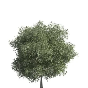 Tree 3d illustration isolated on the white background Stock Illustration