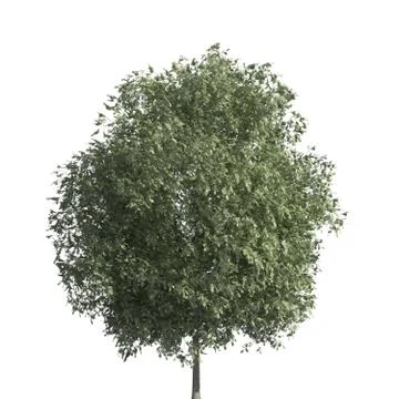 Tree 3d illustration isolated on the white background Stock-Illustration