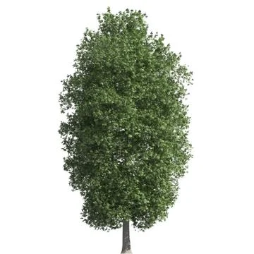 Tree 3d illustration isolated on the white background Stock Illustration
