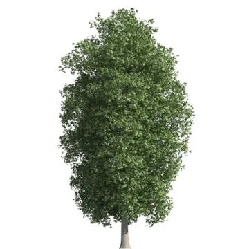 Tree 3d illustration isolated on the white background Stock Illustration