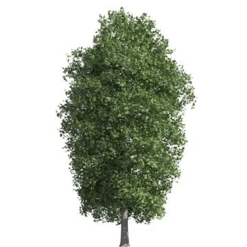 Tree 3d illustration isolated on the white background Stock Illustration