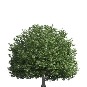 Tree 3d illustration isolated on the white background Stock Illustration