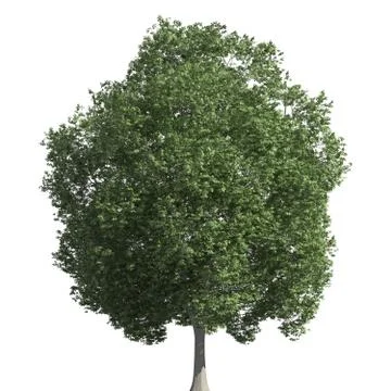 Tree 3d illustration isolated on the white background Stock Illustration