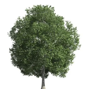 Tree 3d illustration isolated on the white background Stock Illustration