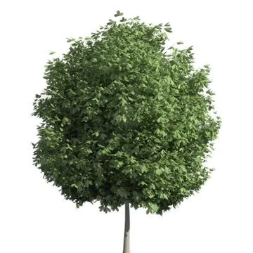 Tree 3d illustration isolated on the white background Stock Illustration