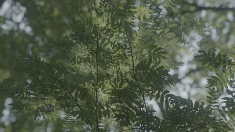 TREE 4 Stock Footage 306409362