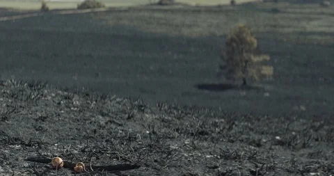 Tree 5 Stock Footage 91898208