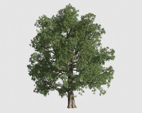 TREE 5 스톡 동영상 160381046