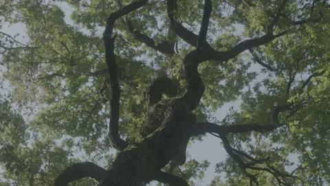 TREE 5 Stock Footage 306409261