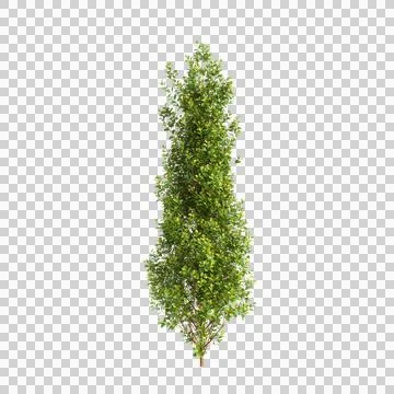 Tree 50 up 56 Stock Illustration