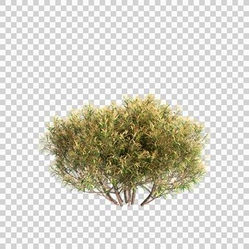 Tree 50 up 65 Stock-Illustration