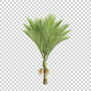 Tree 56 up 56 Stock Illustration