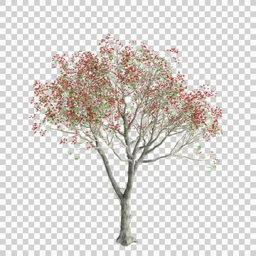 Tree 59 up 58 Stock Illustration