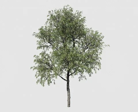 TREE 6 스톡 동영상 160381057