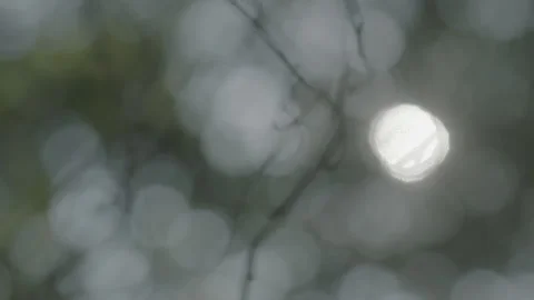 TREE 6 Stock Footage 306409212