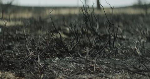 Tree 7 Stock Footage 91898232