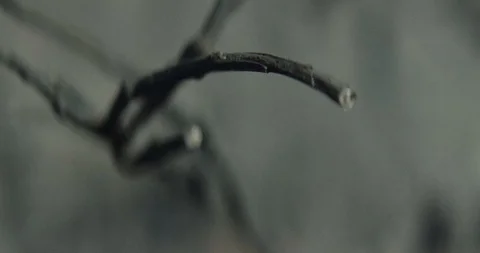 Tree 8 Stock Footage 91898245