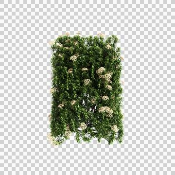 Tree 80 up 59 Stock-Illustration