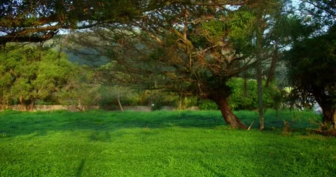 Tree in Abandoned Forest Stock Footage 247462619