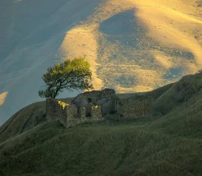 The tree at the abandoned house Stock Photos
