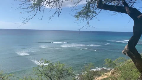 Tree above Beach and Waves HD- Stock Footage 175876804