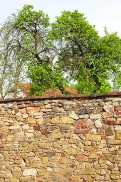 Tree above the brick wall Stock Photos
