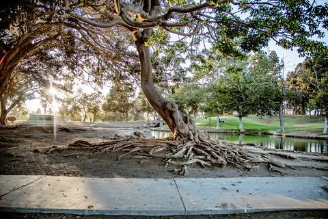 Tree with Above Ground Root In Park Near Pond Foto stock