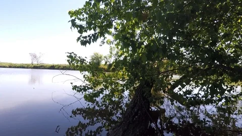 The tree above the Lake Video stock 89425838