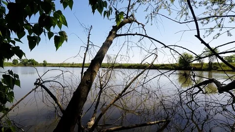 The tree above the Lake Video stock 89425926