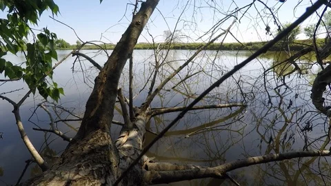 The tree above the Lake Video stock 89425955