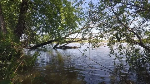 The tree above the Lake Video stock 89426060