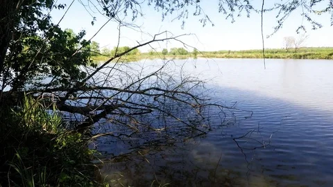 The tree above the Lake Stock Footage 89426129